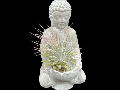 Tillandsia ionantha - Guatemala 