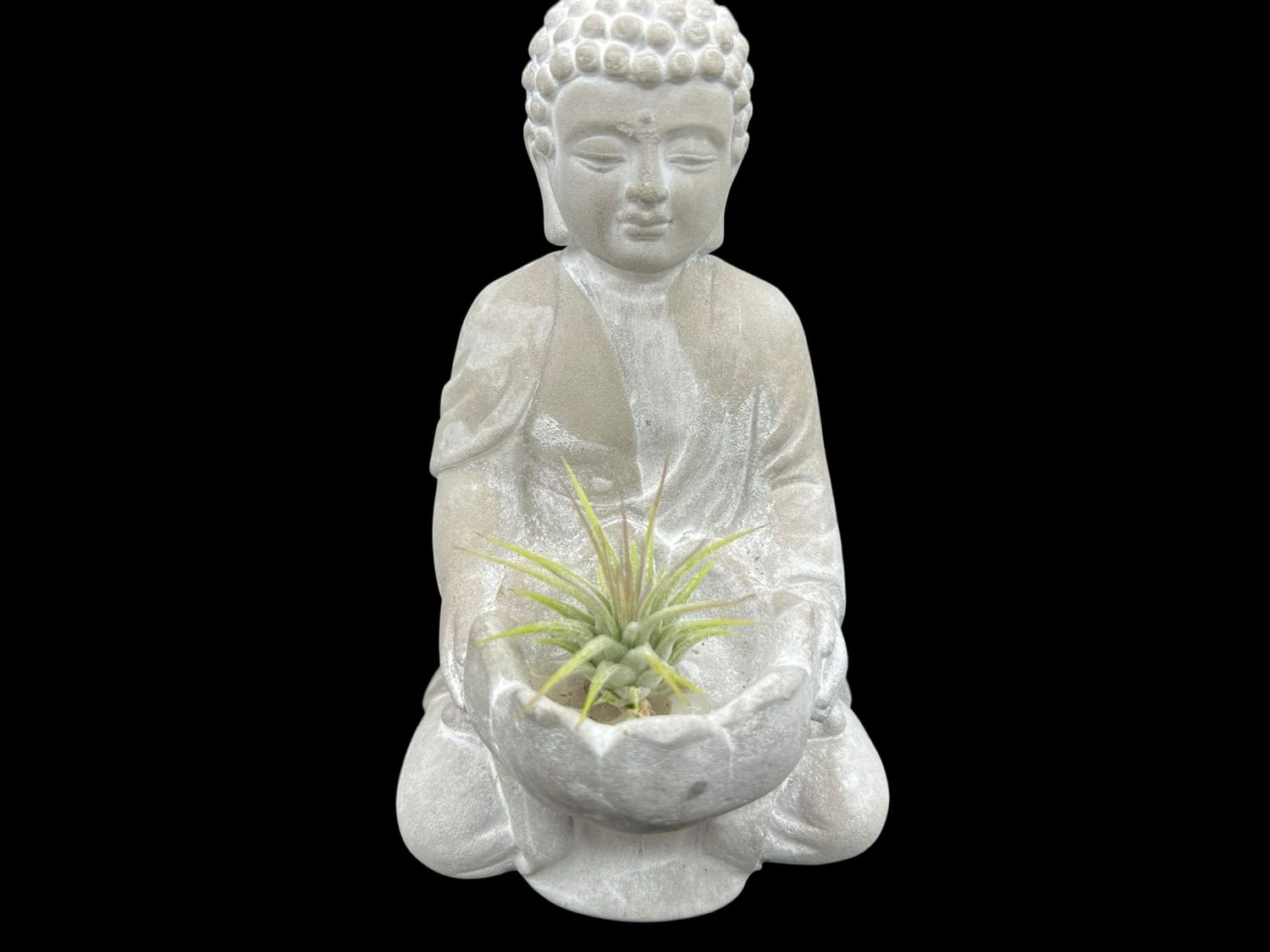 Tillandsia ionantha - Rubra