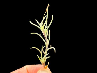 Tillandsia capillaris Type 4 - Miniature!