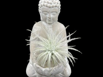Tillandsia tectorum Ecuador 