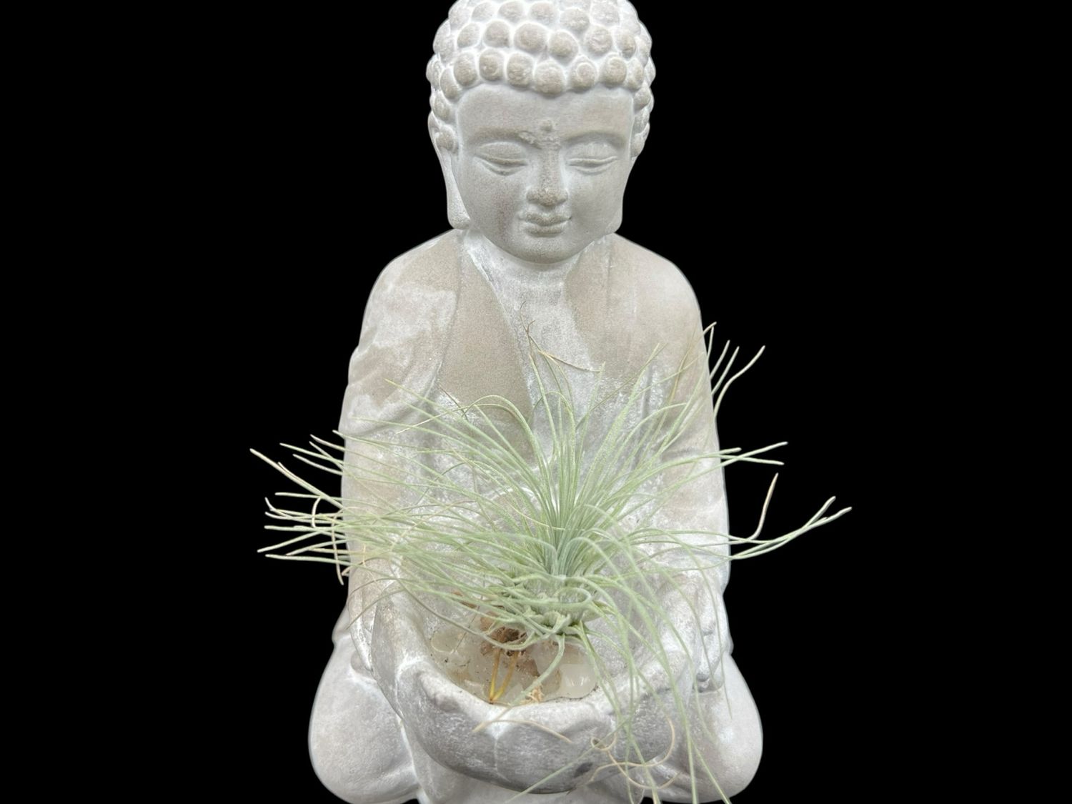 Tillandsia fuchsii var gracilis
