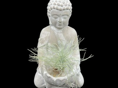 Tillandsia fuchsii var gracilis