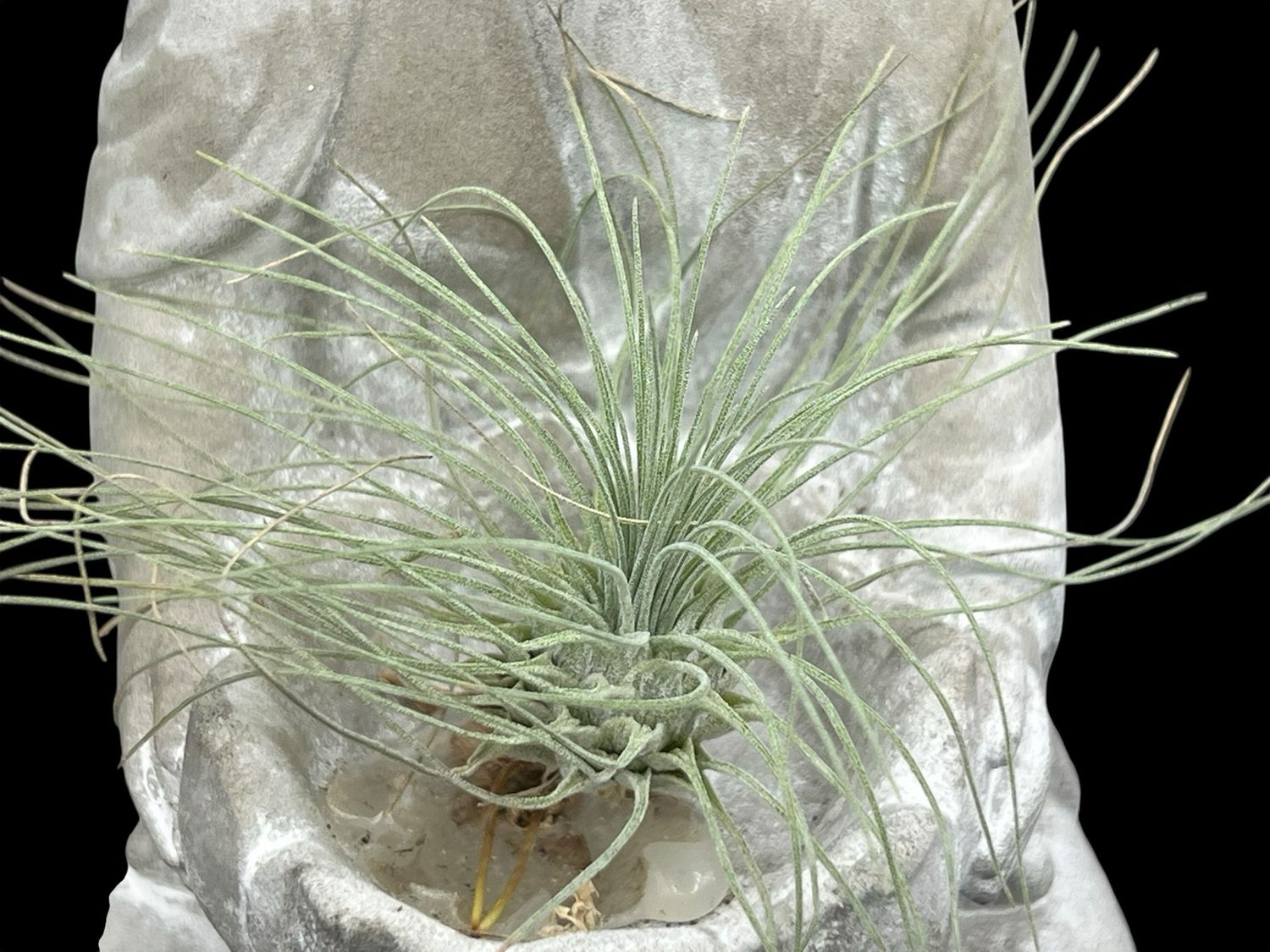 Tillandsia fuchsii var gracilis
