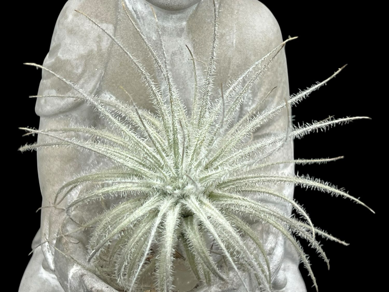 Tillandsia tectorum Ecuador 