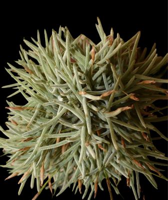 Tillandsia capillaris Type 4 - Miniature!  