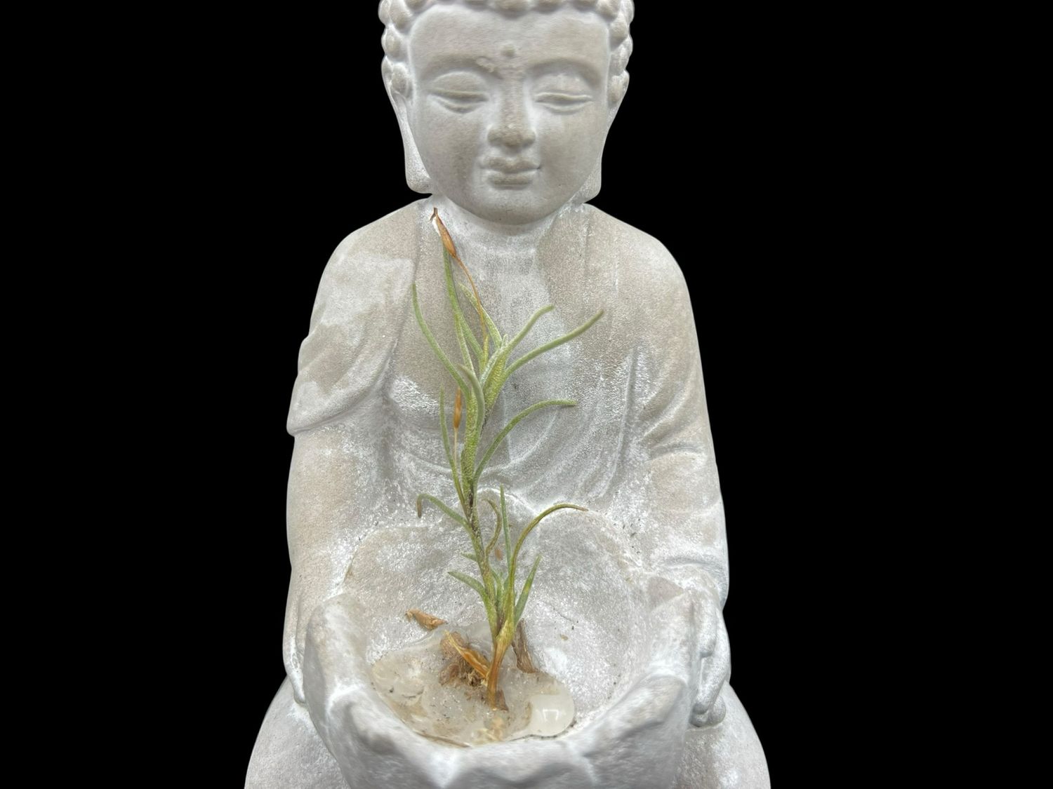 Tillandsia capillaris Type 4 - Miniature!