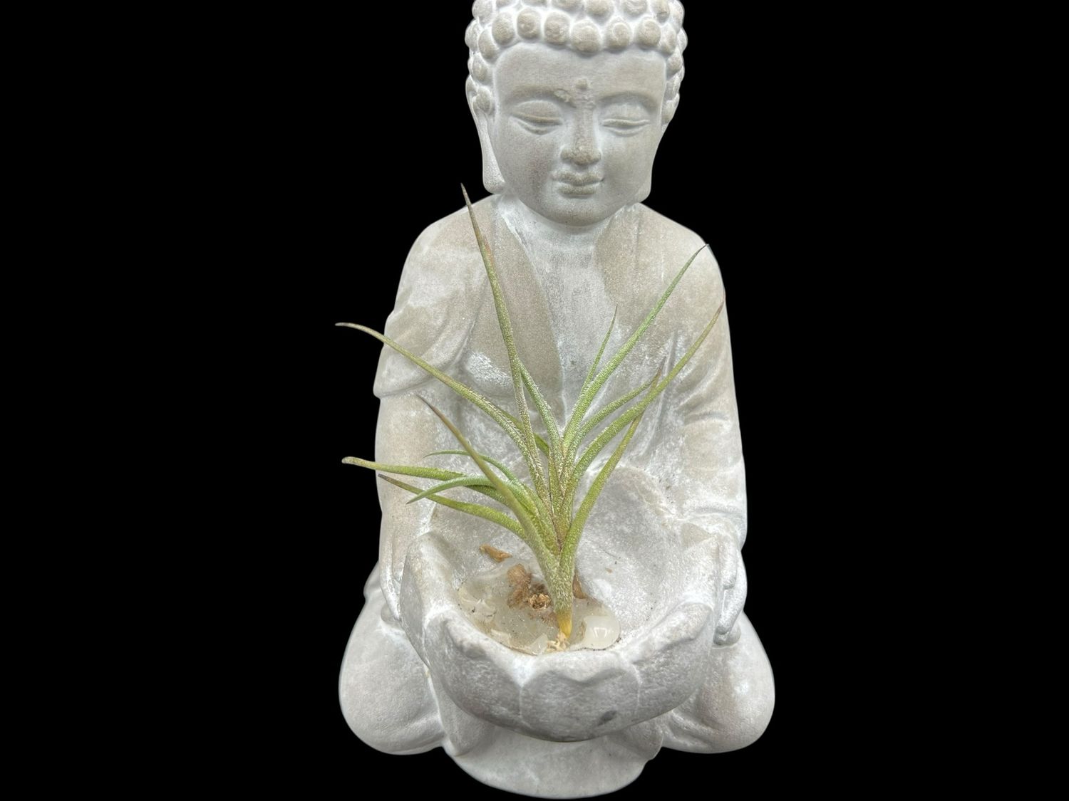 Tillandsia bandensis