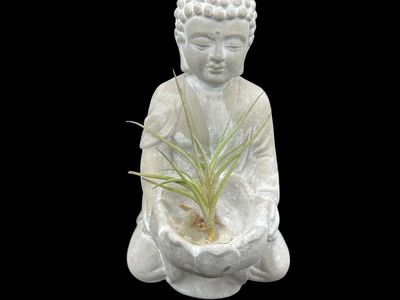 Tillandsia bandensis