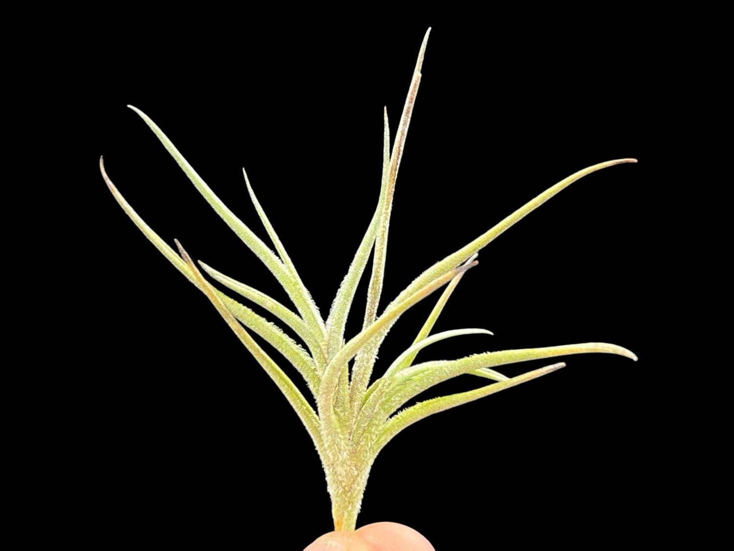 Tillandsia bandensis