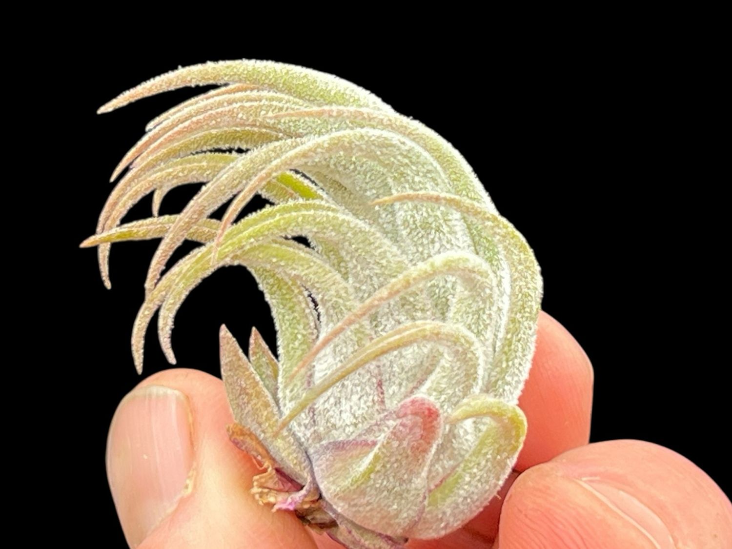 Tillandsia seleriana x ionantha