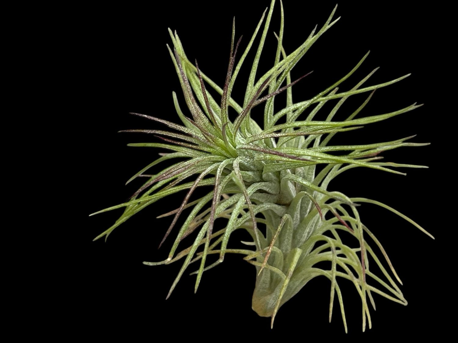 Tillandsia funckiana var. recurviflolia - Rare! 