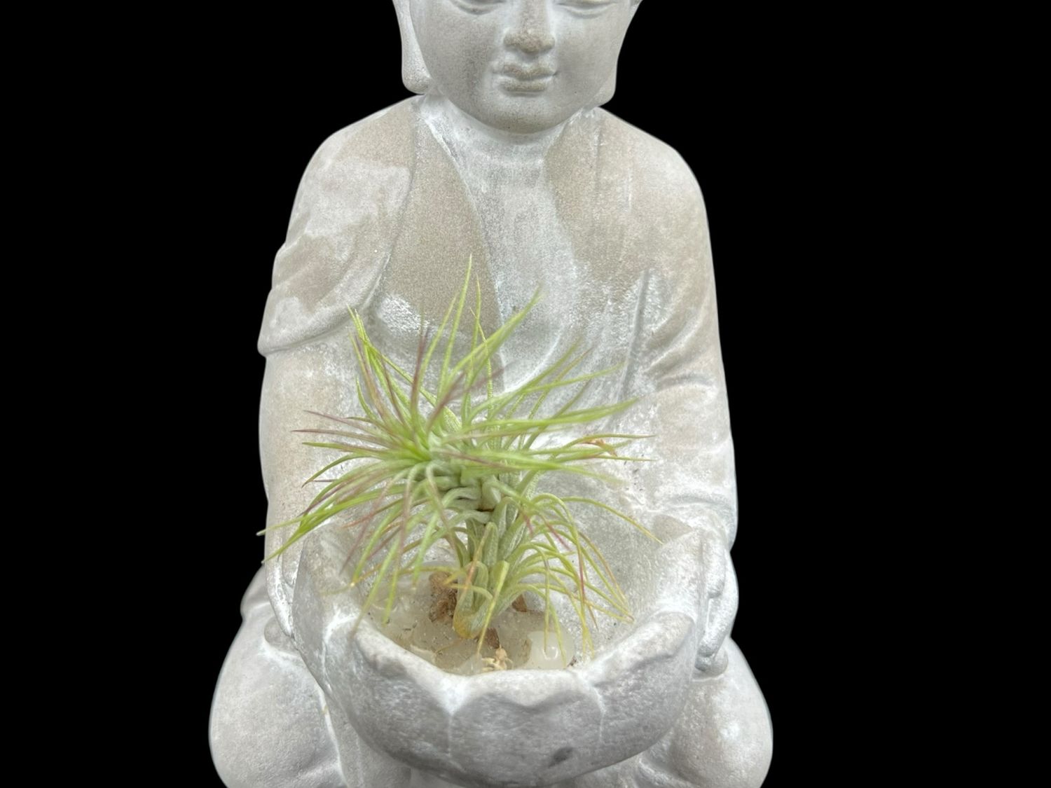 Tillandsia funckiana var. recurviflolia - Rare! 