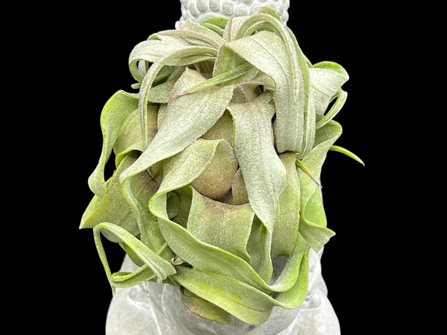 Tillandsia streptophylla