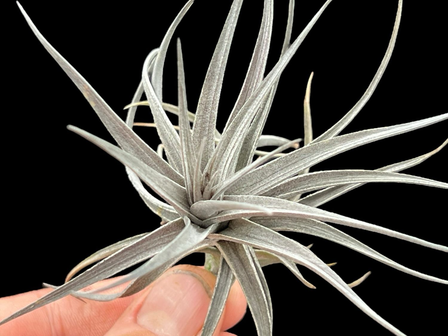 Tillandsia aeranthos Nigra - Stunning Black! 