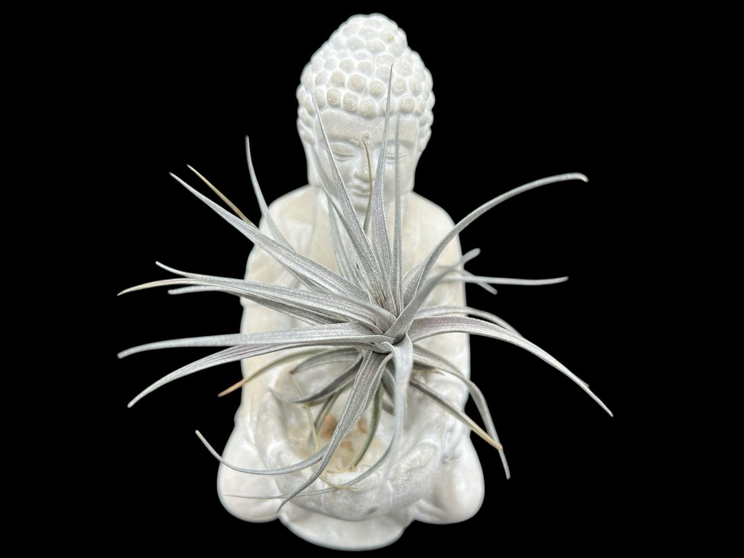 Tillandsia aeranthos Nigra - Stunning Black! 