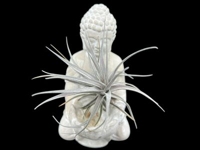Tillandsia aeranthos Nigra - Stunning Black! 