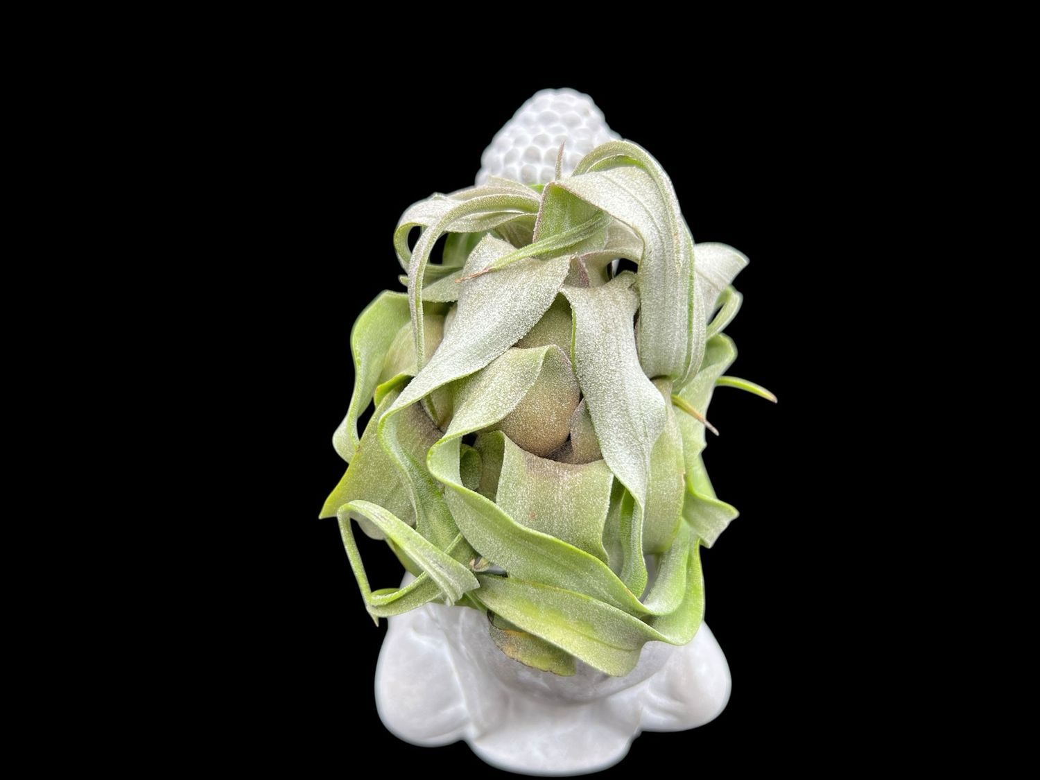 Tillandsia streptophylla