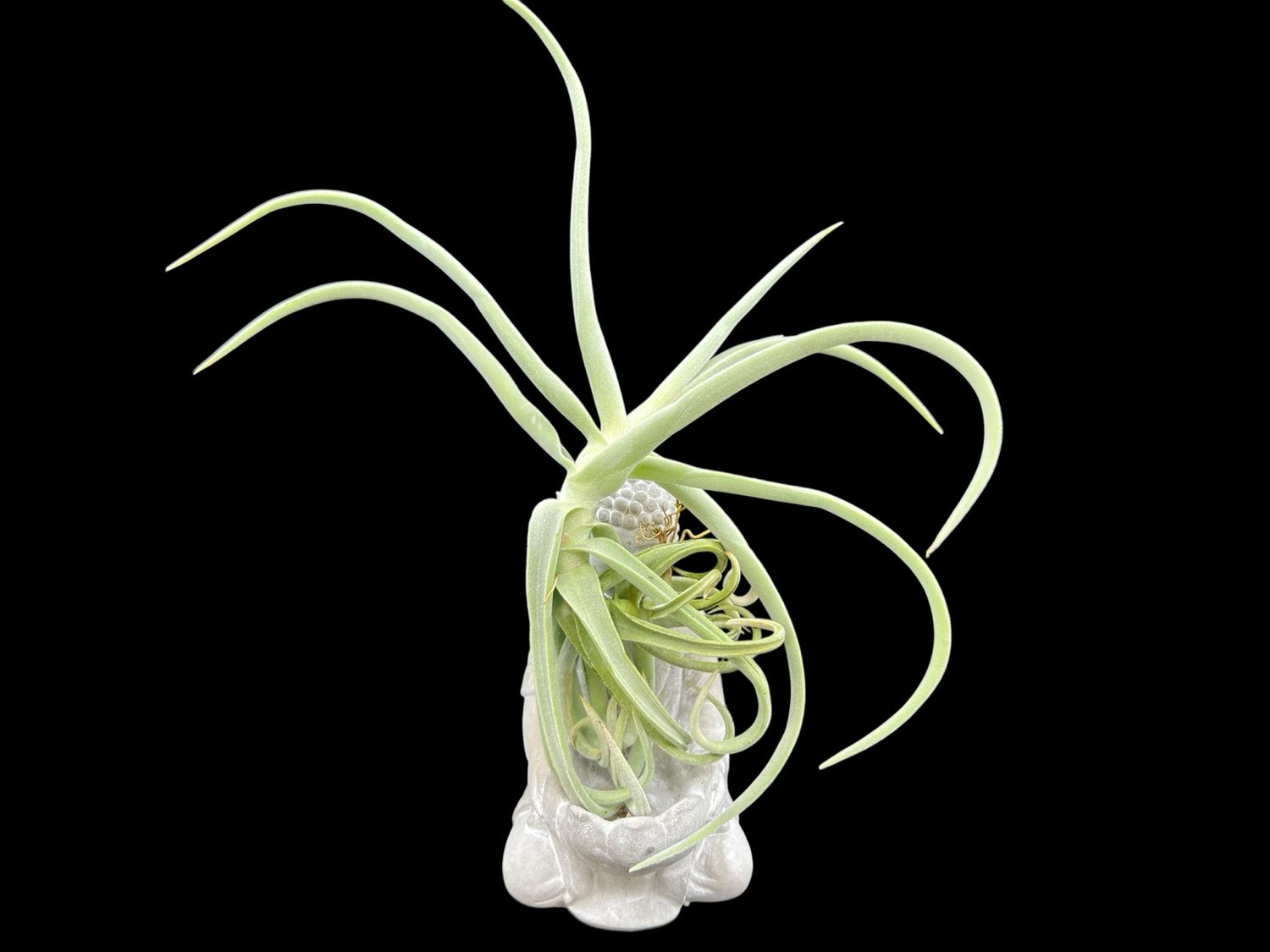 Tillandsia duratii - Thick Leaf Giant Clone