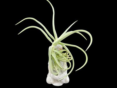 Tillandsia duratii - Thick Leaf Giant Clone