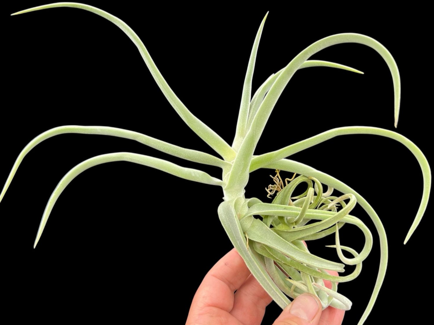 Tillandsia duratii - Thick Leaf Giant Clone