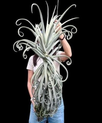Tillandsia duratii - Thick Leaf Giant Clone