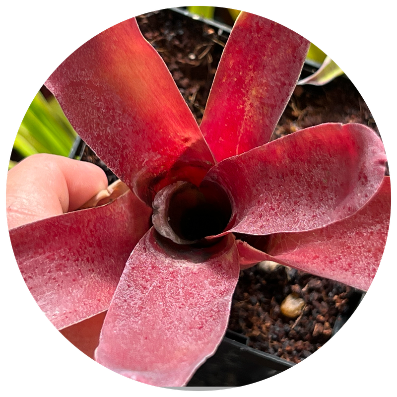 Bromeliads