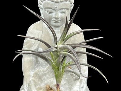 Tillandsia jonesii - Near Black! 