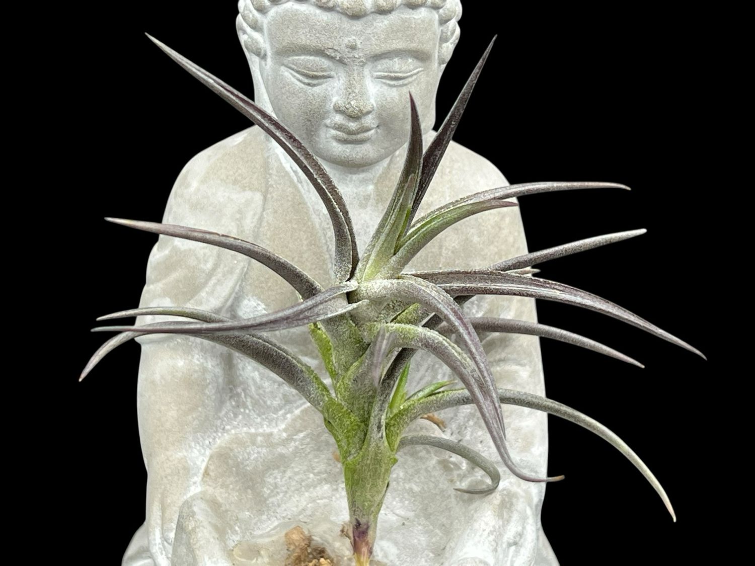 Tillandsia jonesii - Near Black! 