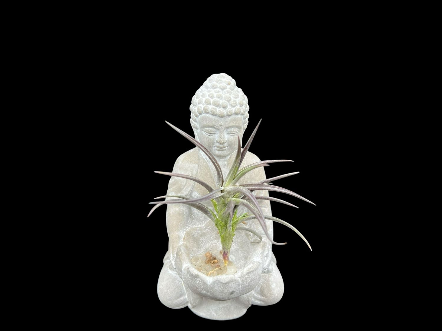 Tillandsia jonesii - Near Black! 