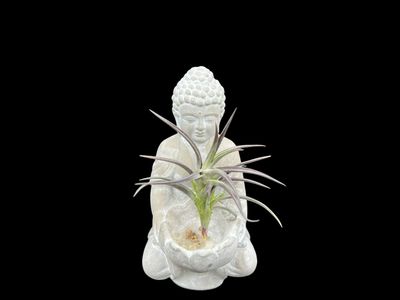 Tillandsia jonesii