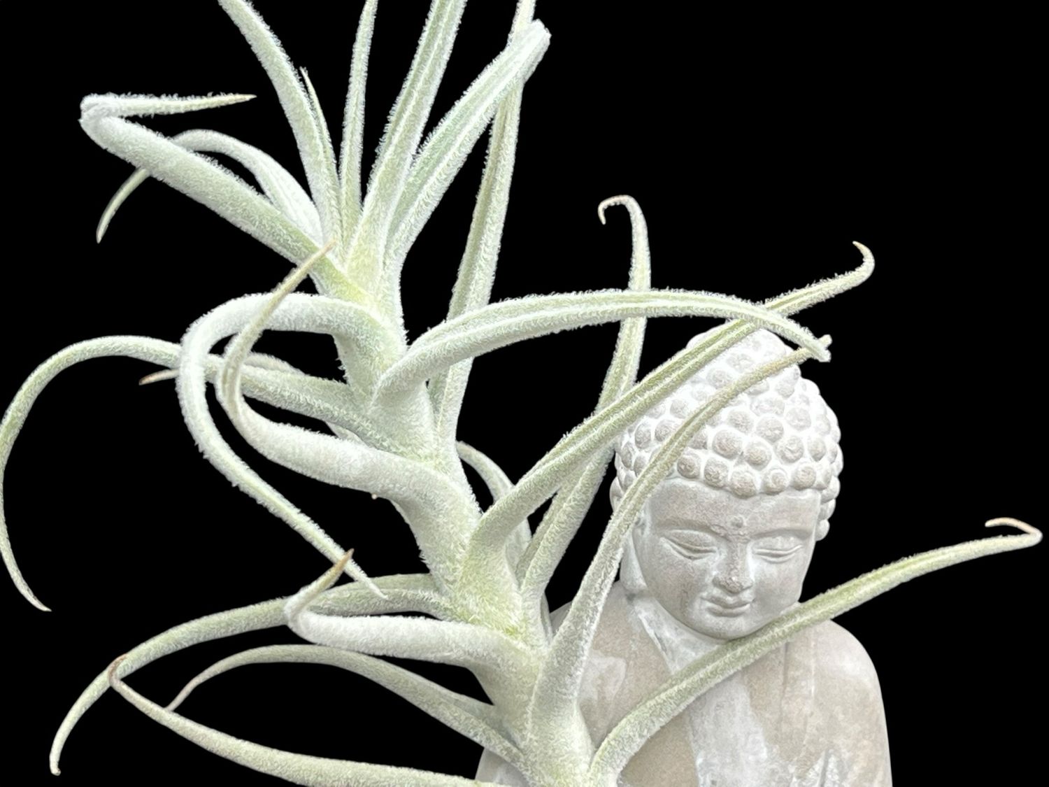 Tillandsia paleacea - Large Form