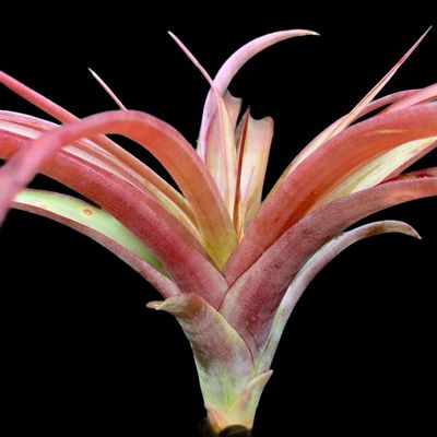 Tillandsia capitata Red - Chiapas, Mexico 
