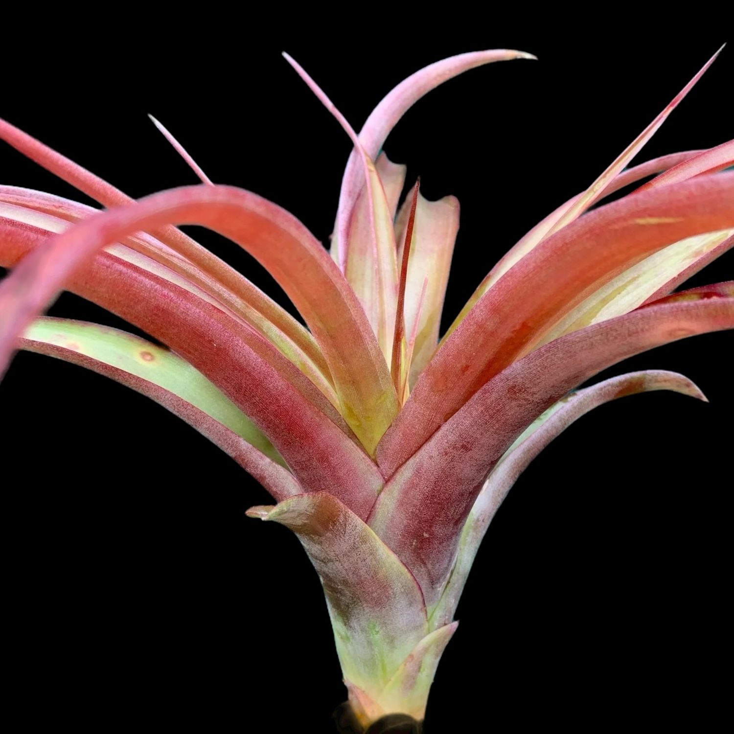 Tillandsia capitata Red - Chiapas, Mexico 
