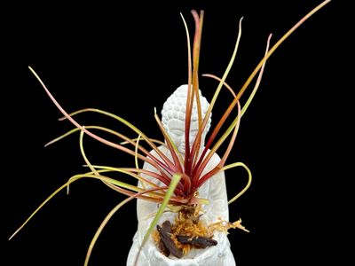 Tillandsia cyanea