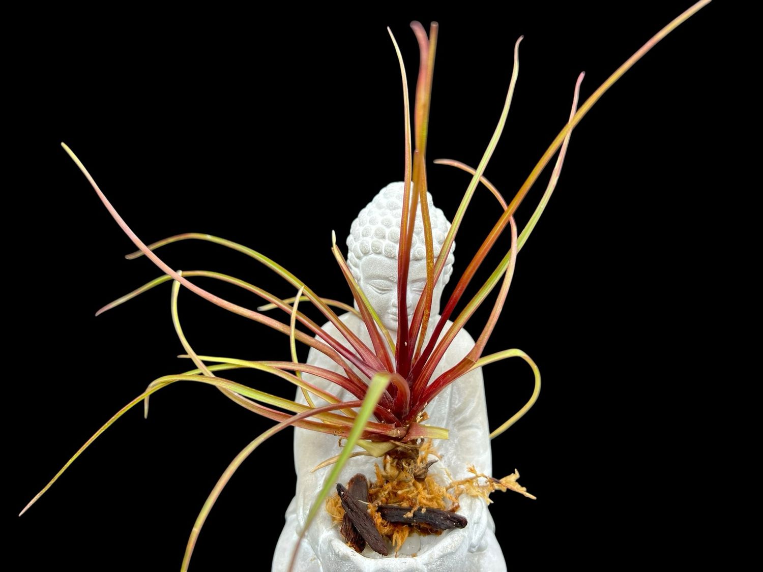 Tillandsia cyanea