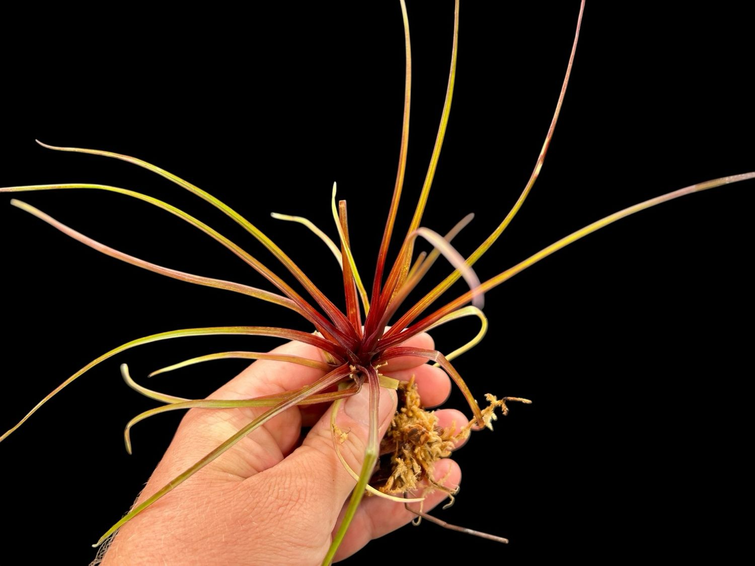 Tillandsia cyanea