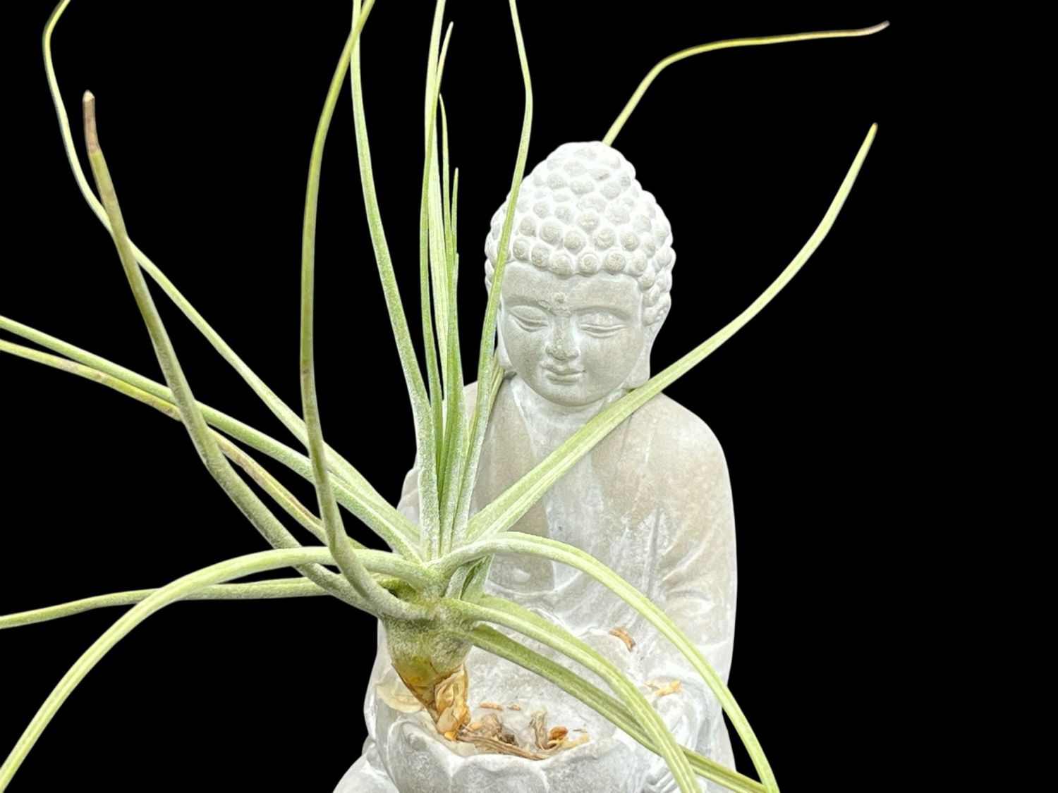 Tillandsia schiedeana - Large