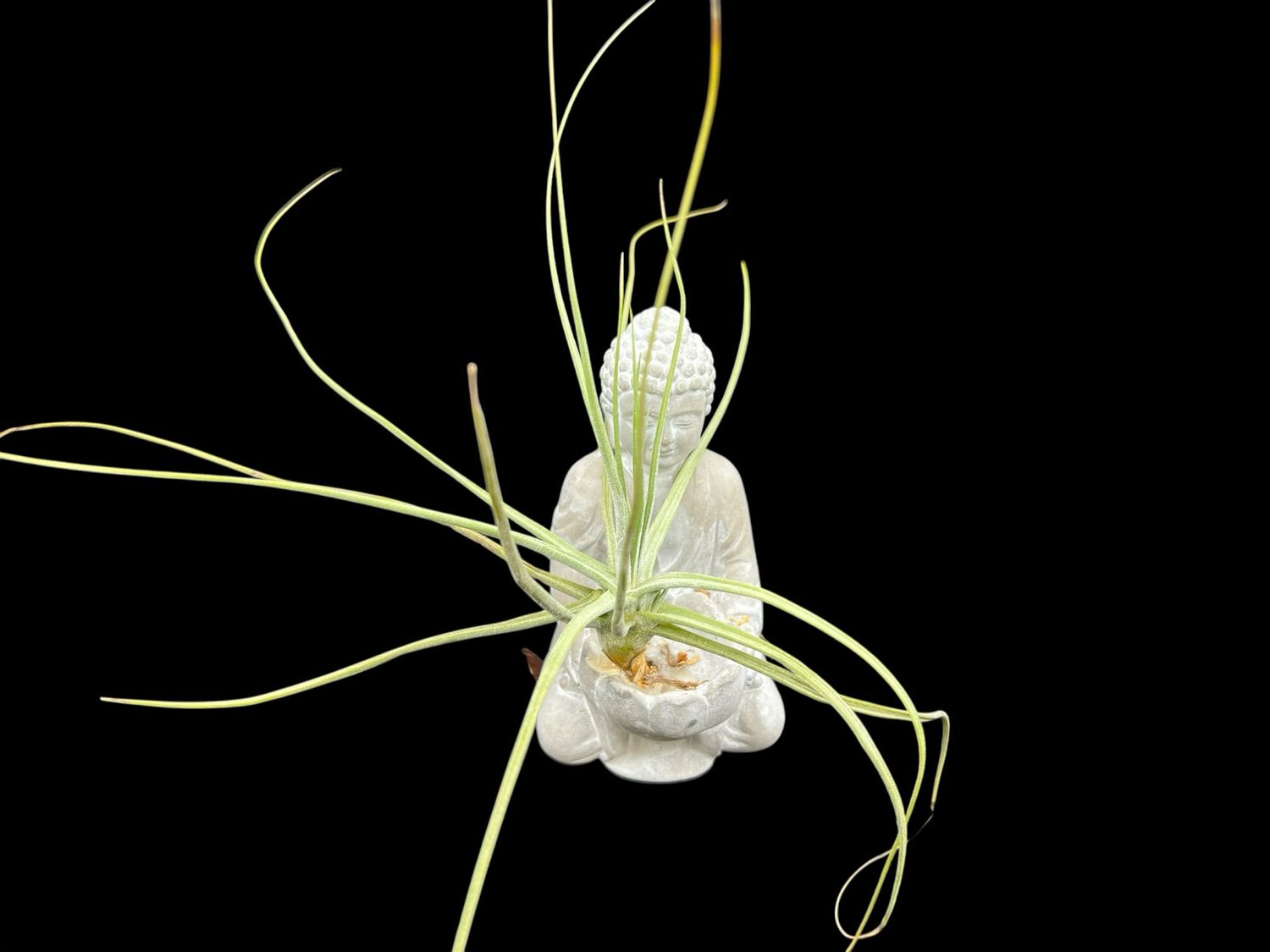 Tillandsia schiedeana - Large