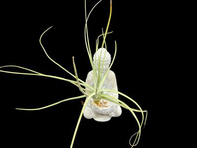 Tillandsia schiedeana - Large