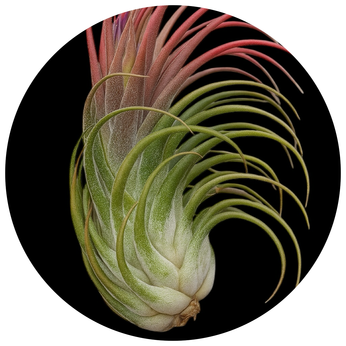 Tillandsia Air Plants for Sale | Mounted & Rare Varieties