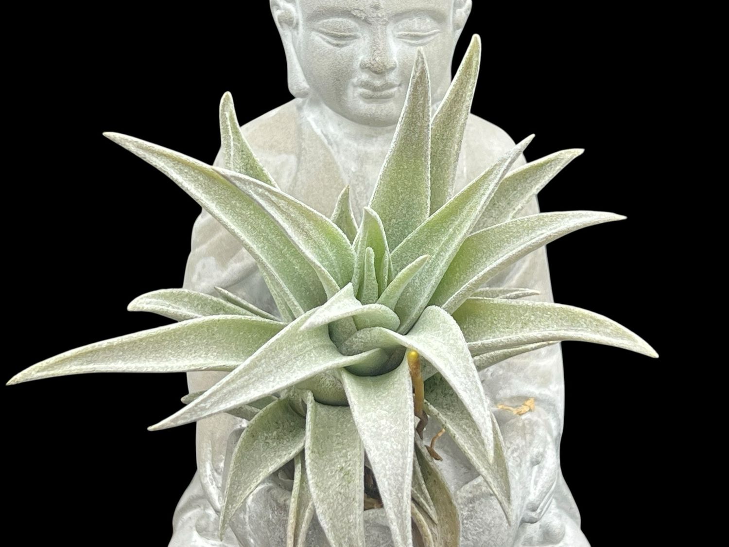 Tillandsia hondurensis  - Limited! 