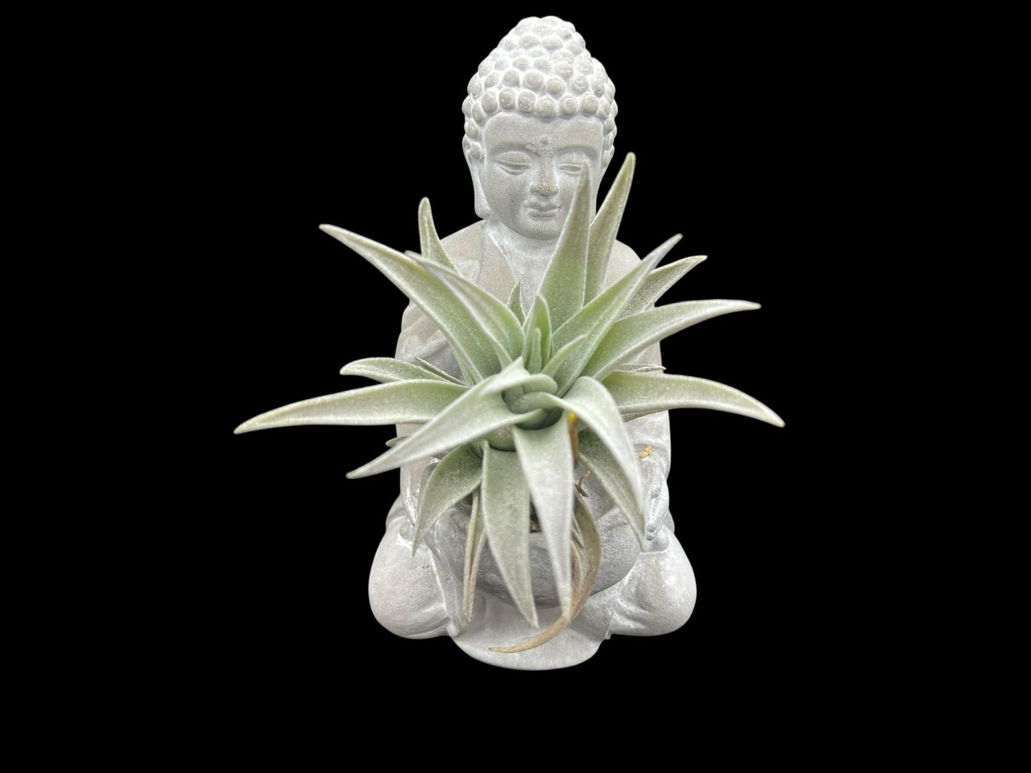 Tillandsia hondurensis  - Limited! 