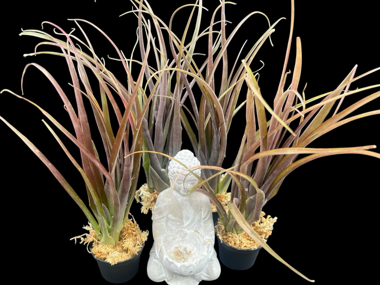 Tillandsia flabellata Cv. Red Giant