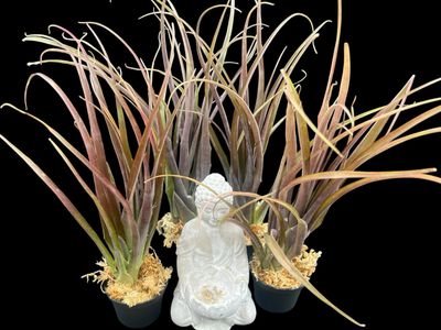 Tillandsia flabellata Cv. Red Giant