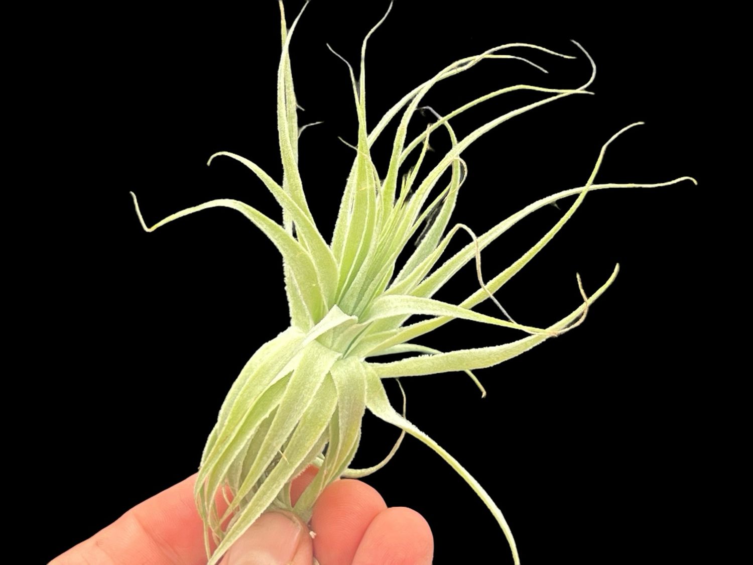 Tillandsia gardneri 