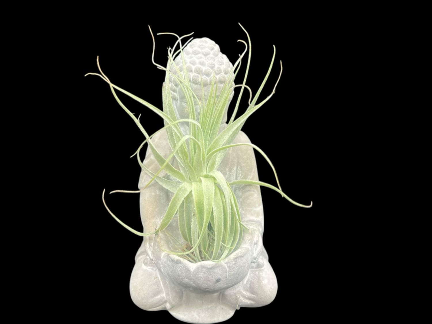 Tillandsia gardneri 