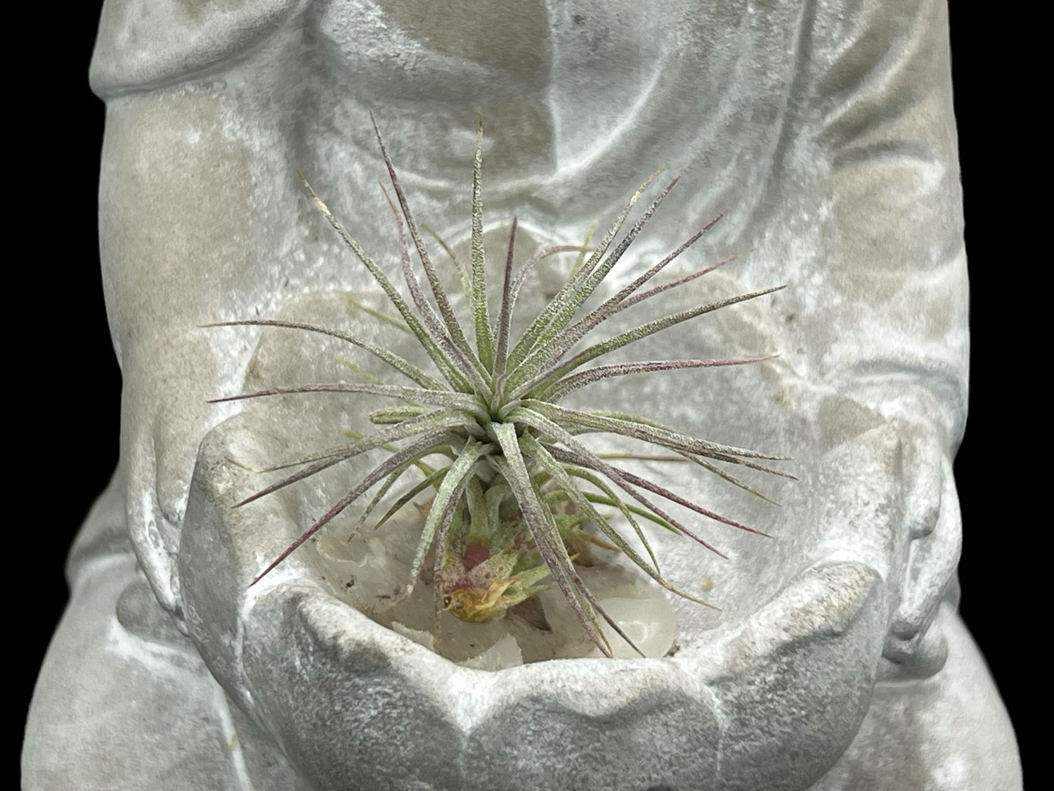 Tillandsia funckiana