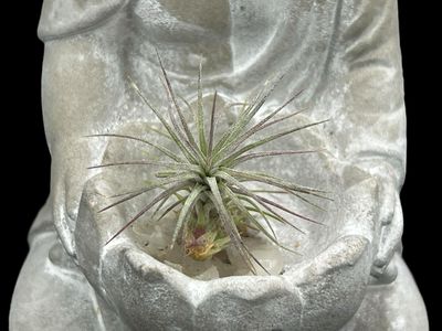 Tillandsia funckiana