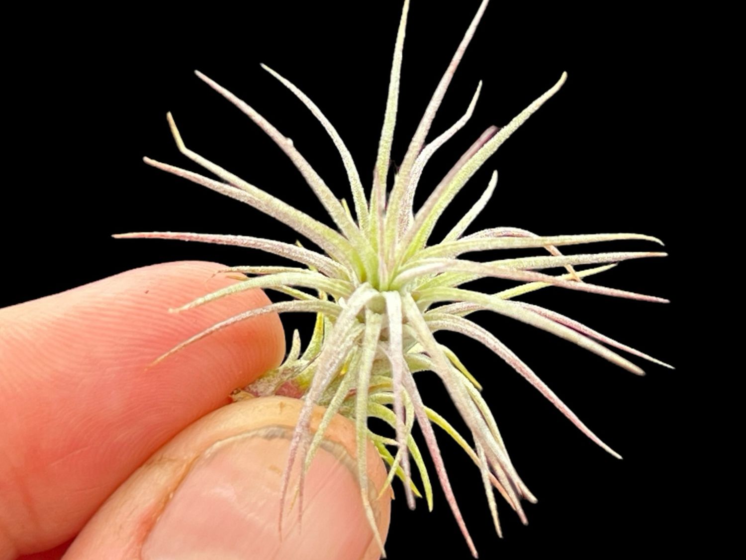 Tillandsia funckiana