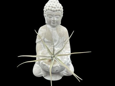 Tillandsia diaguitensis